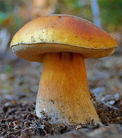 市醫(yī)院專家傳授 騰沖人必知的食用菌子武林秘籍與菌種進出口須知